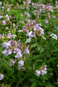 Prairie Fleurie